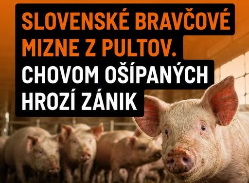 POSTUPNE A POTICHU! Slovenským chovom ošípaných hrozí zánik - varuje Zuzana Krajčovičová