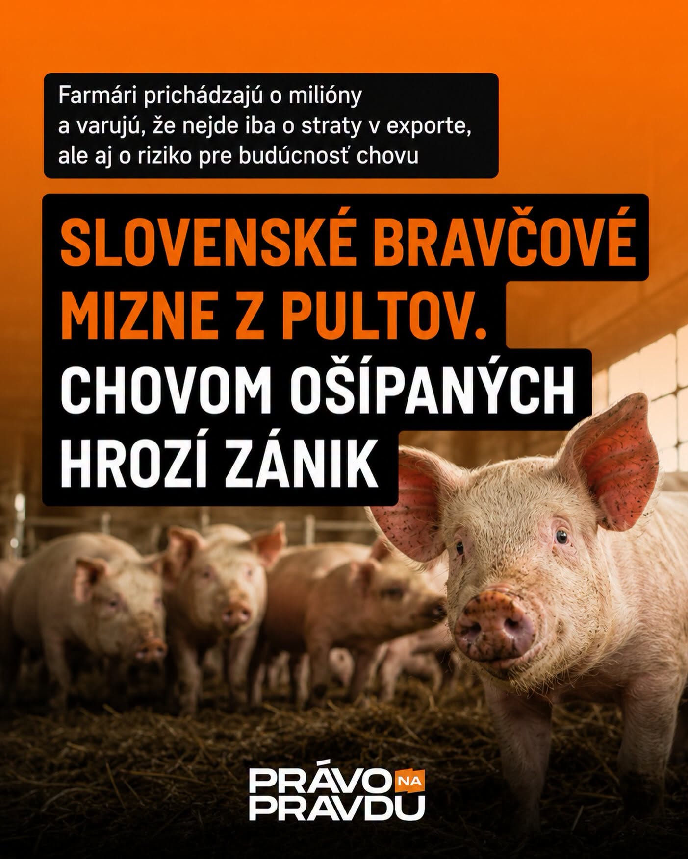 Chovom ošípaných hrozí zánik