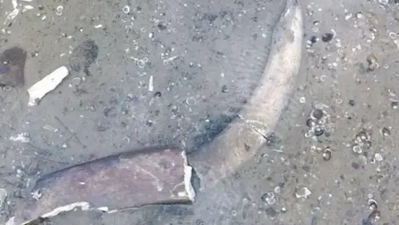 Pozostatky zrejme starovekého mamuta odhalila rekordne nízka hladina Dunaja na severe Bulharska