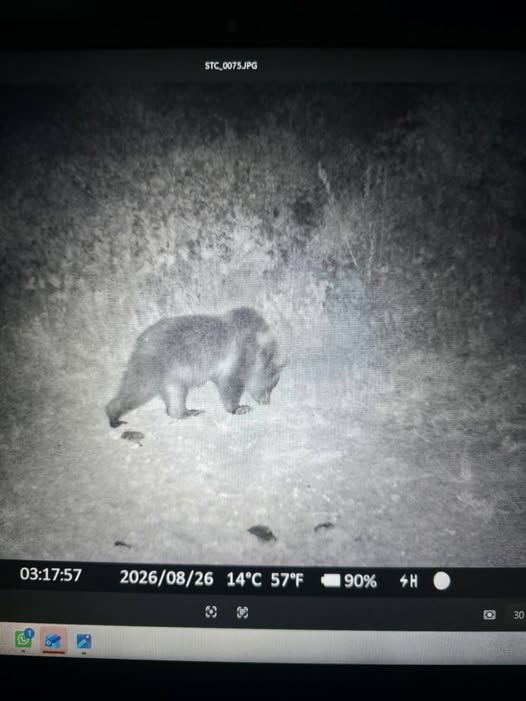 Medveďa medzi Zbrojníkmi a Hontianskou Vrbicou zachytila fotopasca