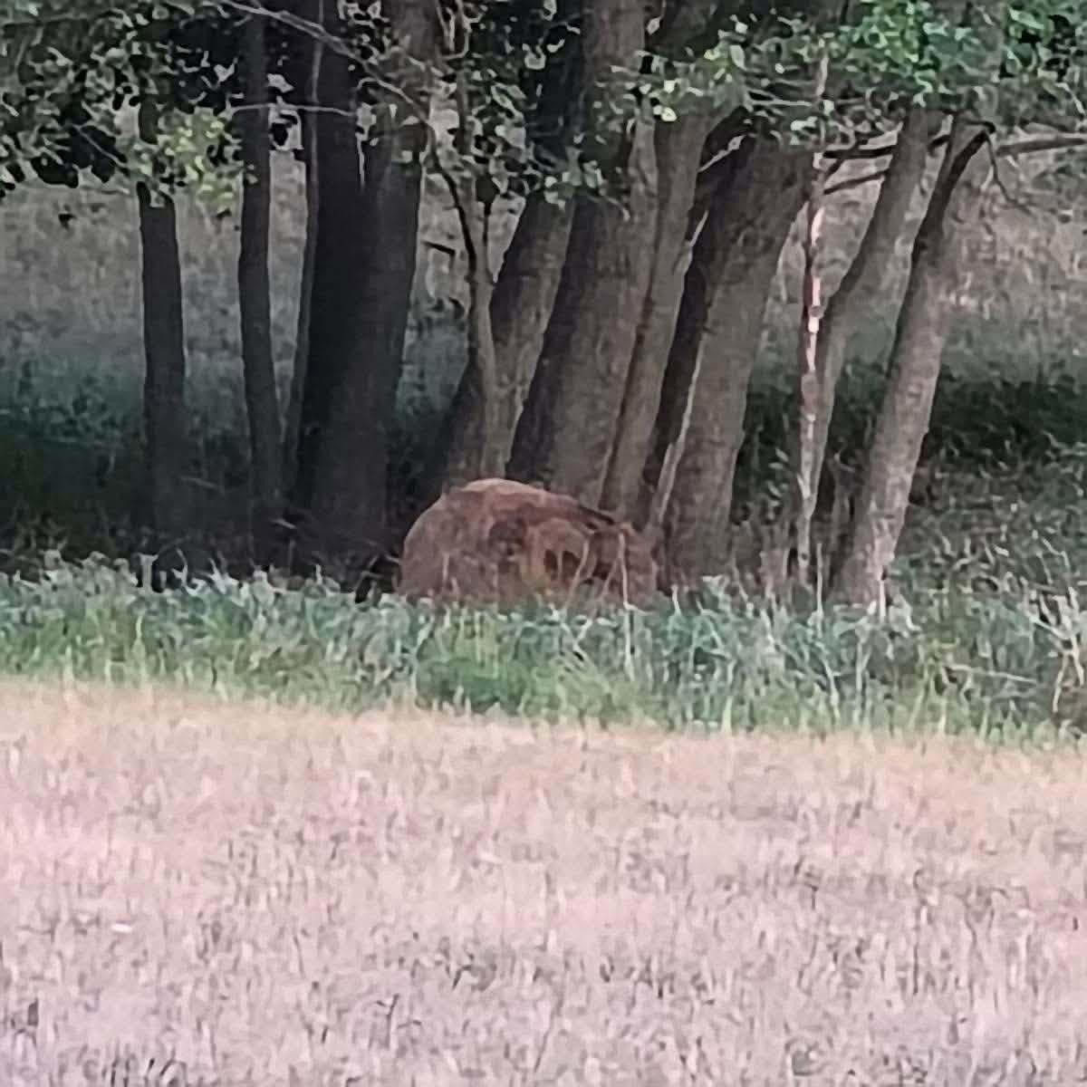Z poplachu okolo medveďa sa vykľul bal polozhnitého sena