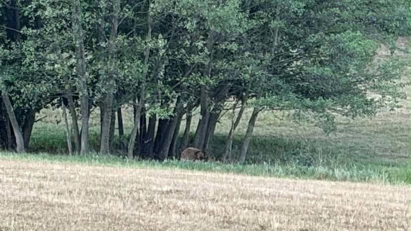 Takto vznikajú fámy. Báli sa "medveďa", kým nezistili, že šlo o niečo celkom iné