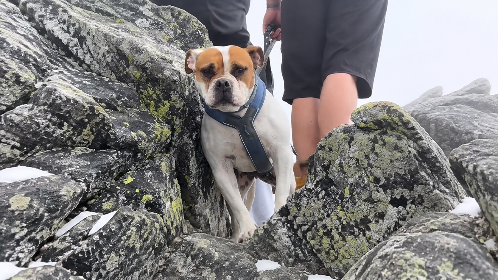 Šialenstvo v Tatrách! Turista vláčil psa na Rysy, zviera sa triaslo od strachu