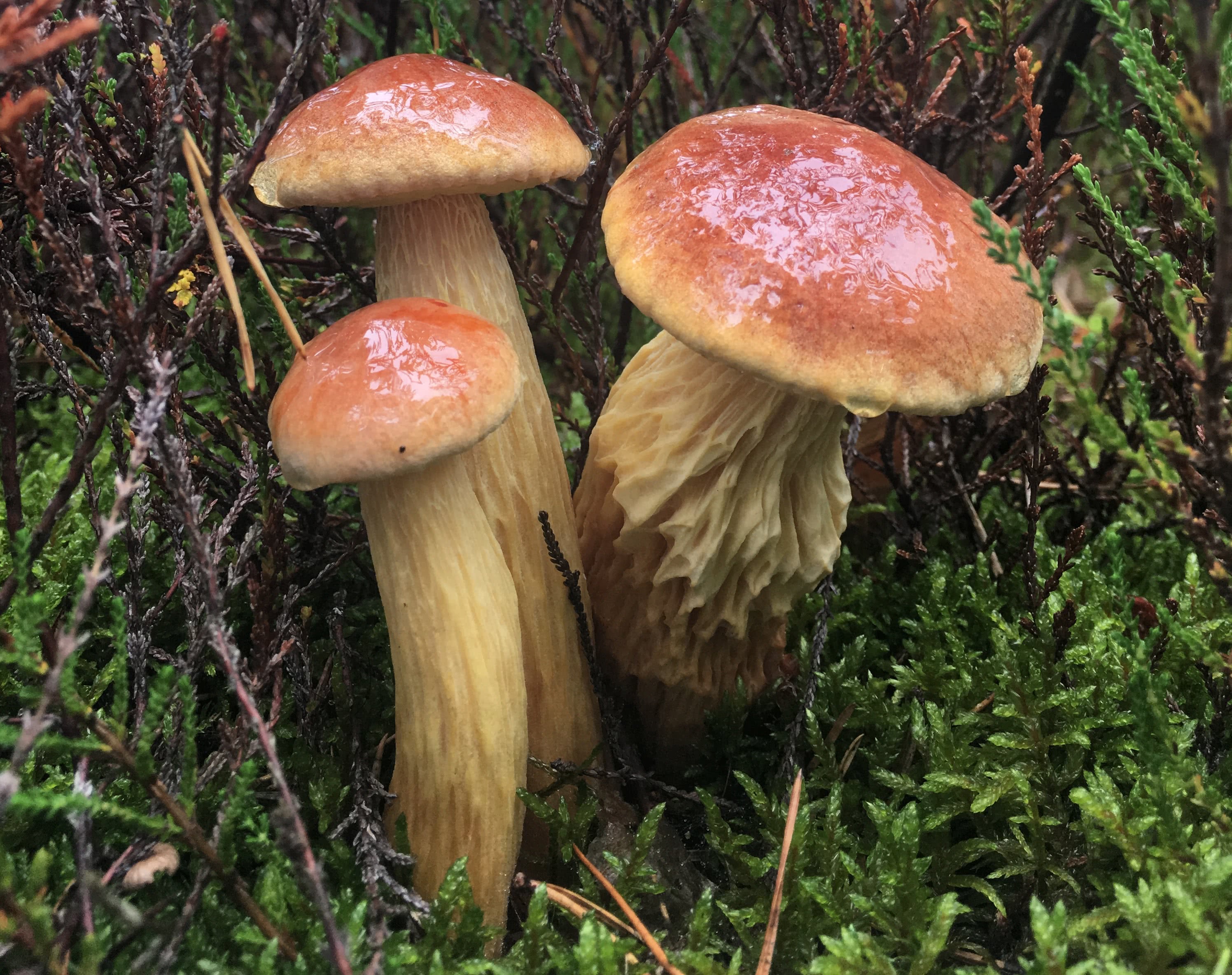 Na snímke Zlatohríb (Aureoboletus projectellus)