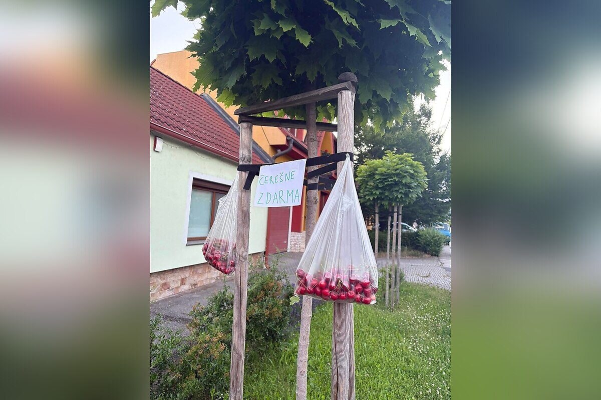 Medzi prvými boli čerešne v Pezinku.