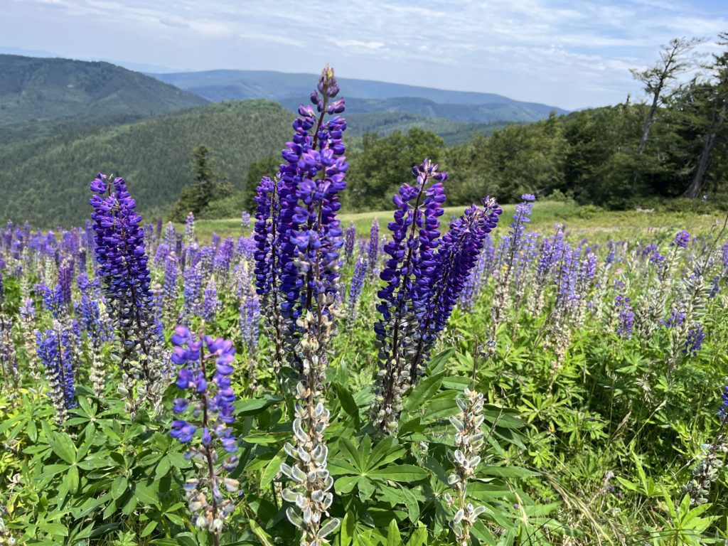 Fialová kráska dorazila až pod Tatry. Botanici bijú na poplach