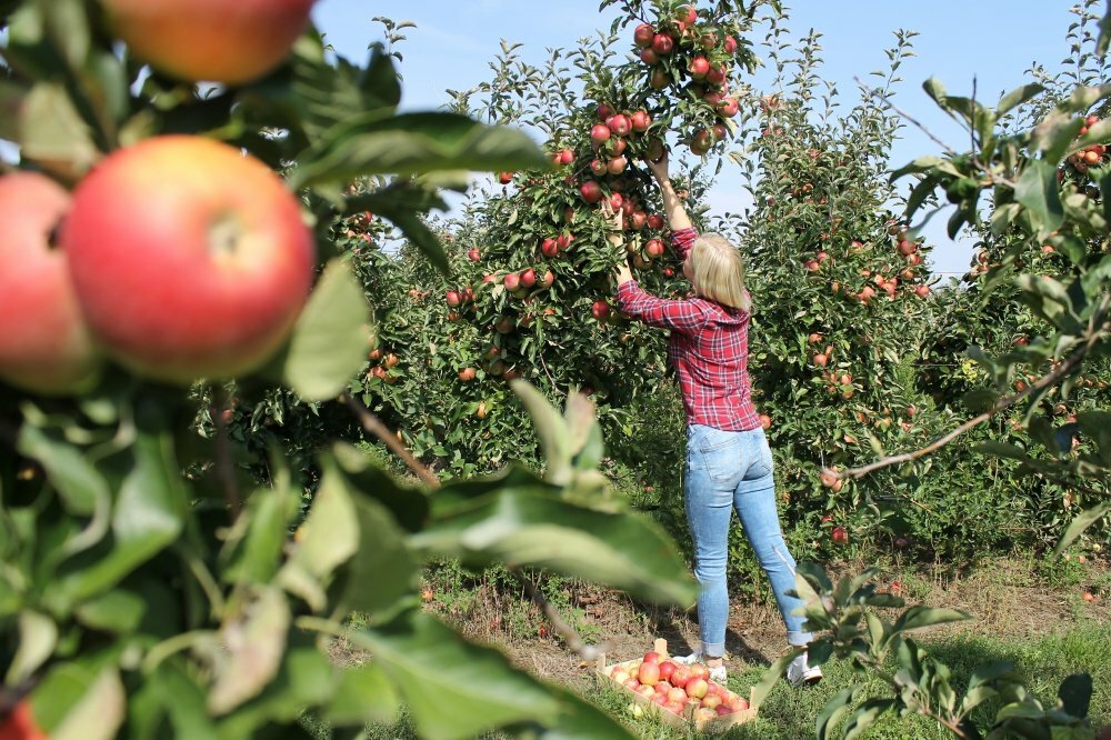 Slovenské sady sa menia. Toto ovocie horúčavy zvláda, jablká a slivky už majú problém
