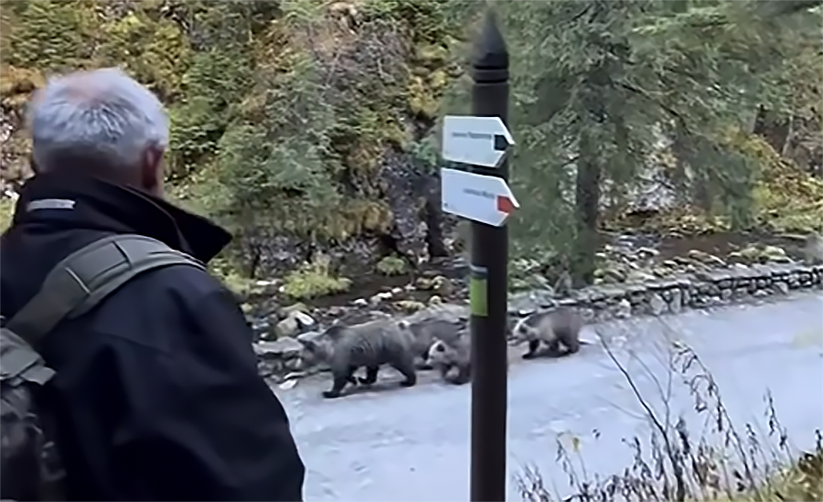 MEDVEDICA S MLÁĎATAMI si to namierila k turistom! Najprv FILMOVANIE, potom UTEKANIE (VIDEO)